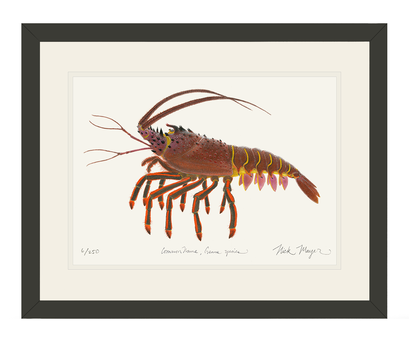 Spiny Lobster II Limited Edition Print