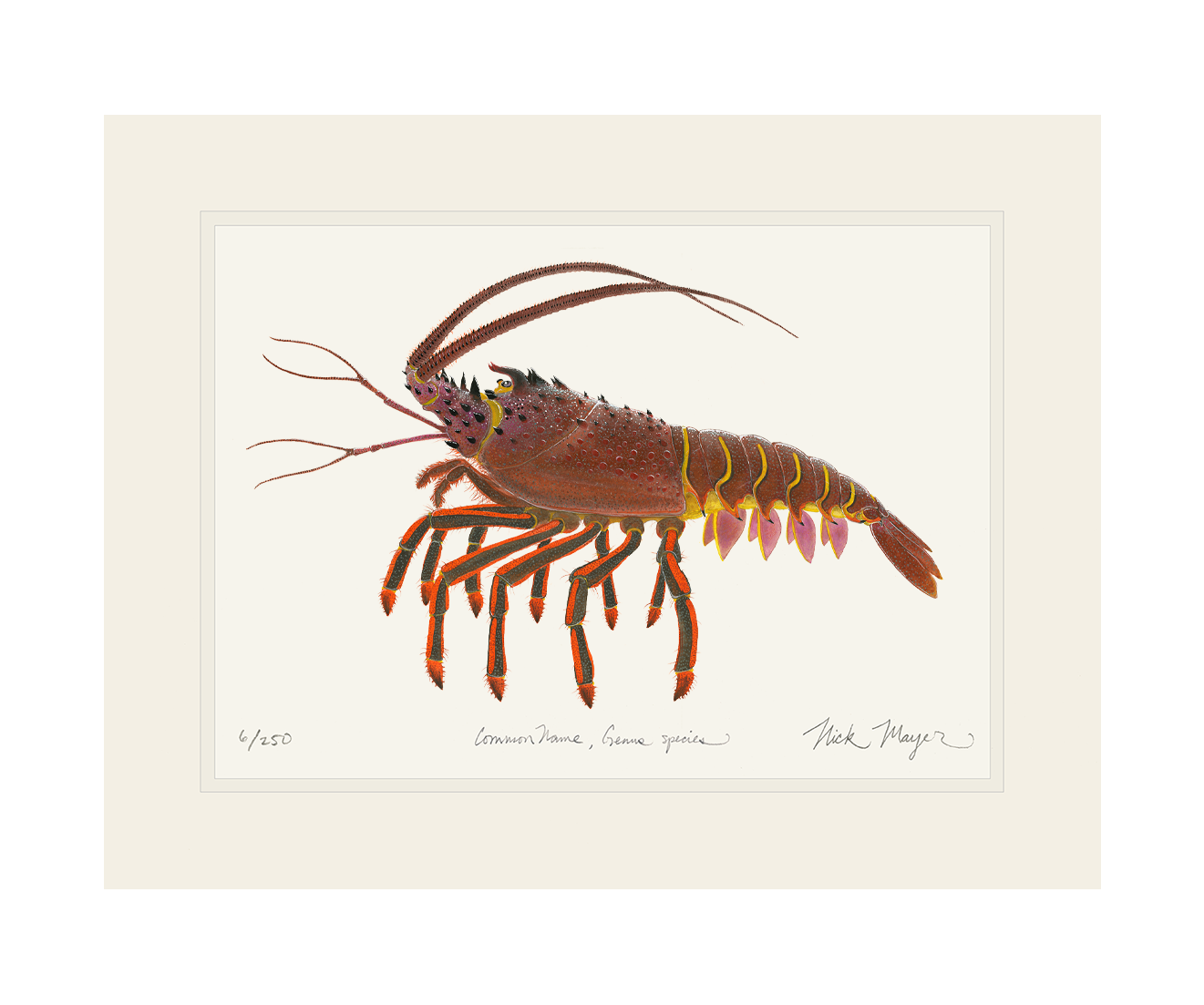 Spiny Lobster II Limited Edition Print