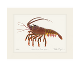 Spiny Lobster II Print