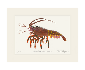 Spiny Lobster II Print
