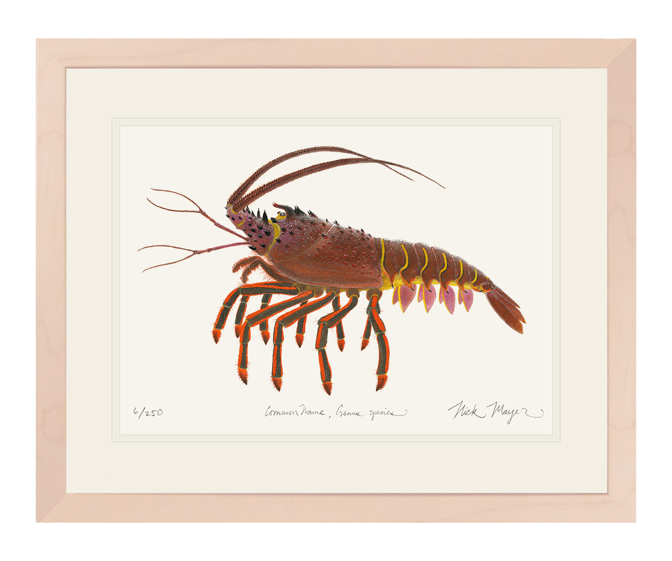 Spiny Lobster II Limited Edition Print