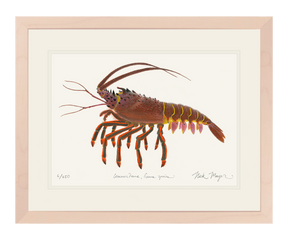 Spiny Lobster II Print
