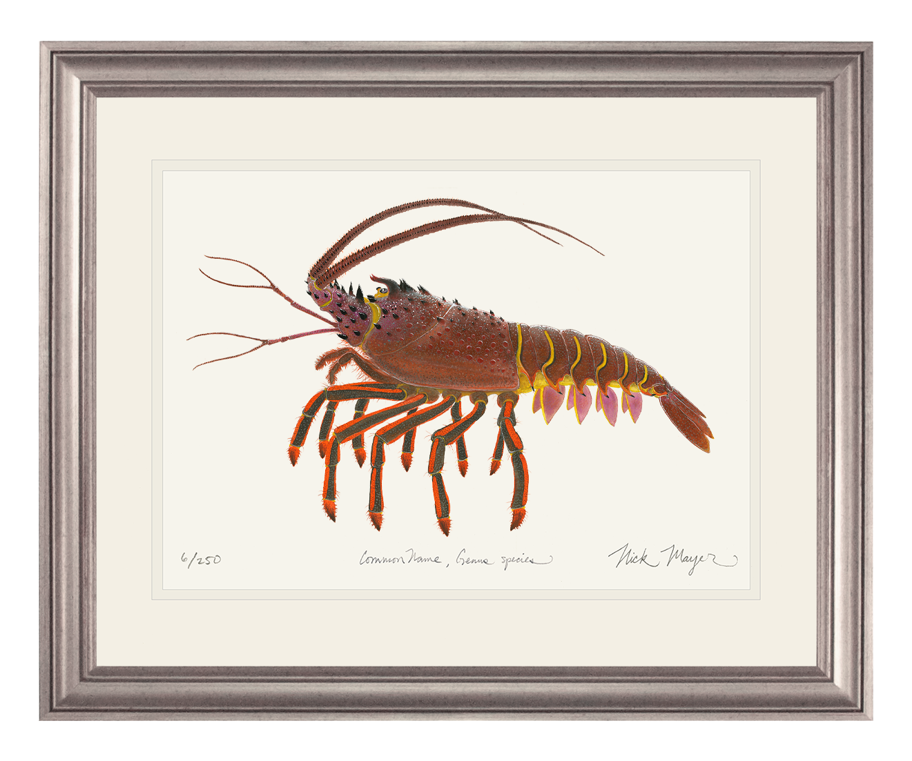 Spiny Lobster II Limited Edition Print