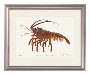 Spiny Lobster II Print