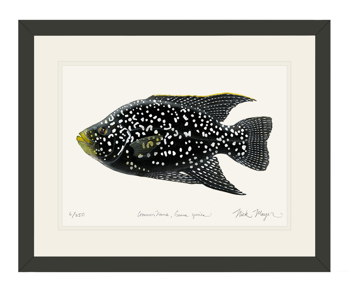 Starry_Night_Cichlid_1