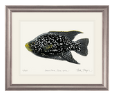 Starry_Night_Cichlid_1