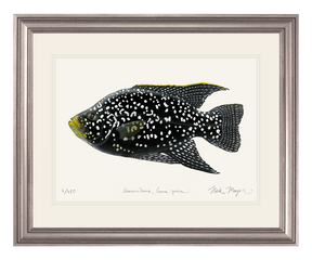 Starry_Night_Cichlid_1