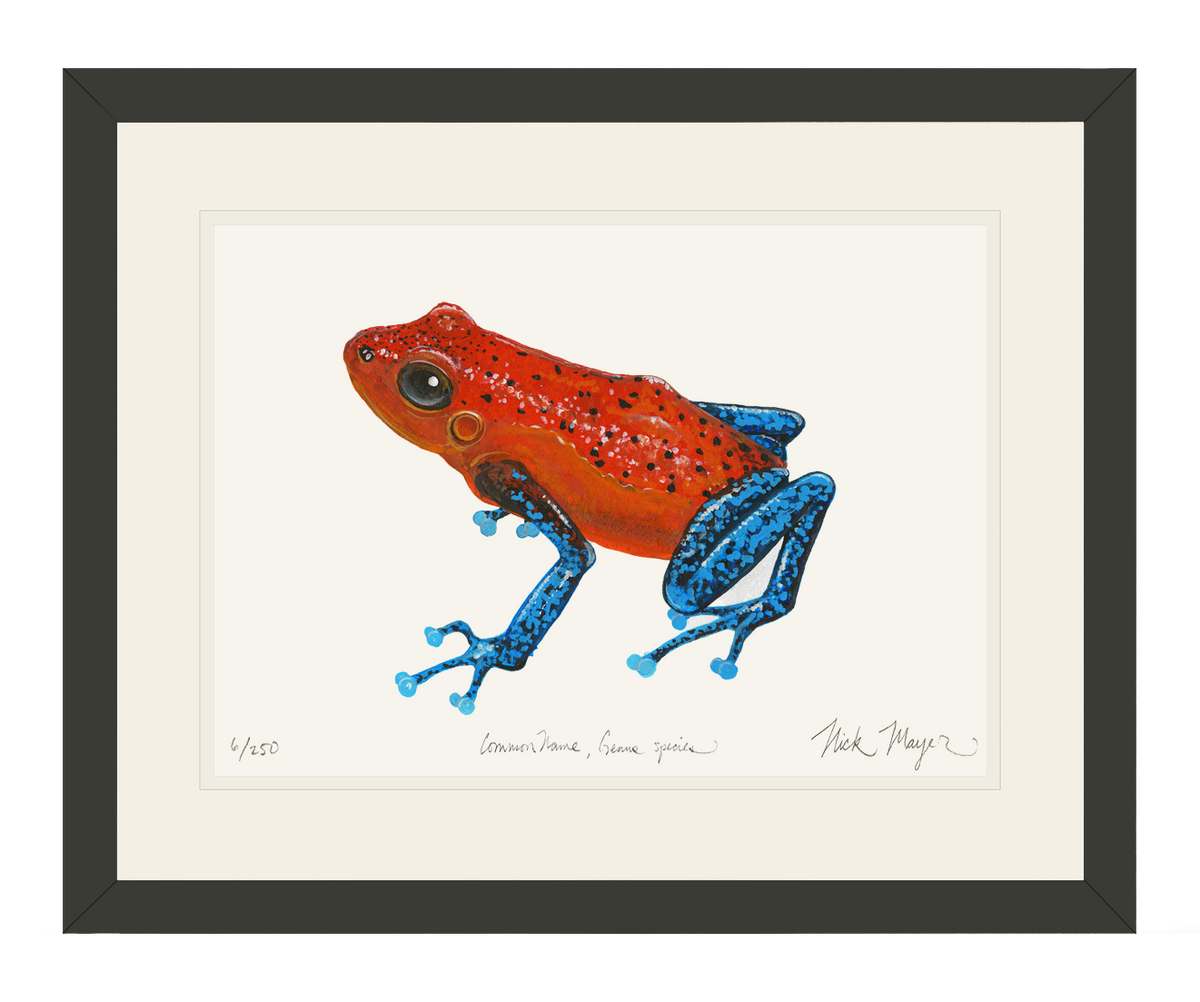 Strawberry Poison Dart Frog Print