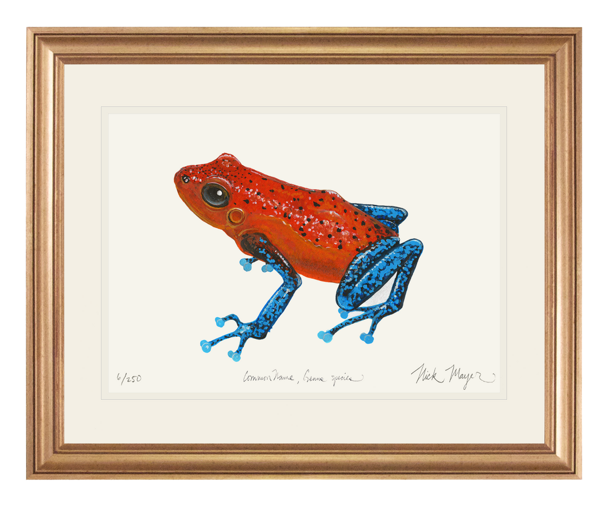 Strawberry Poison Dart Frog Original Watercolor Painting