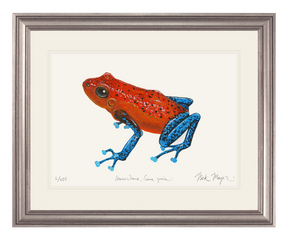 Strawberry Poison Dart Frog Print