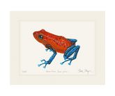 Strawberry Poison Dart Frog Print