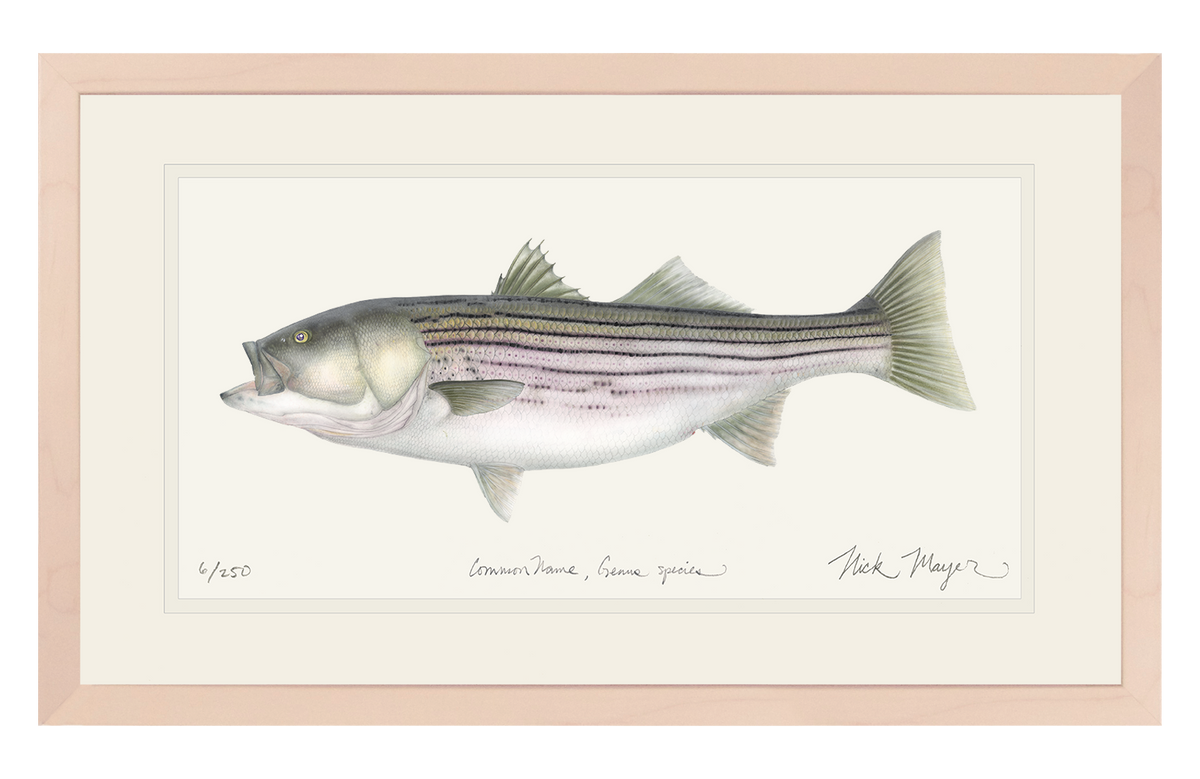 Striped Bass 30 lbs, Framed XL Hand-Signed Print