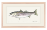 Striped Bass 30 lbs, Framed XL Hand-Signed Print