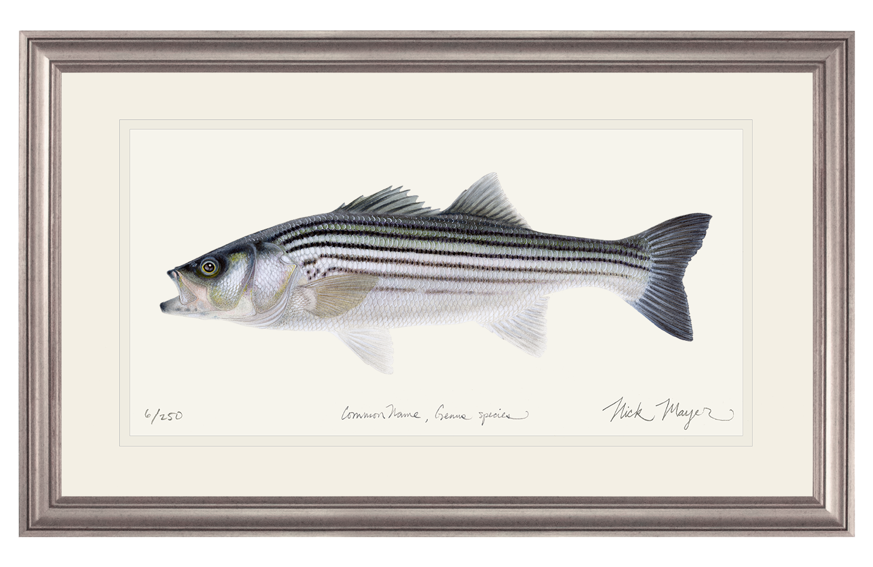 Schoolie Striped Bass Original Watercolor Painting