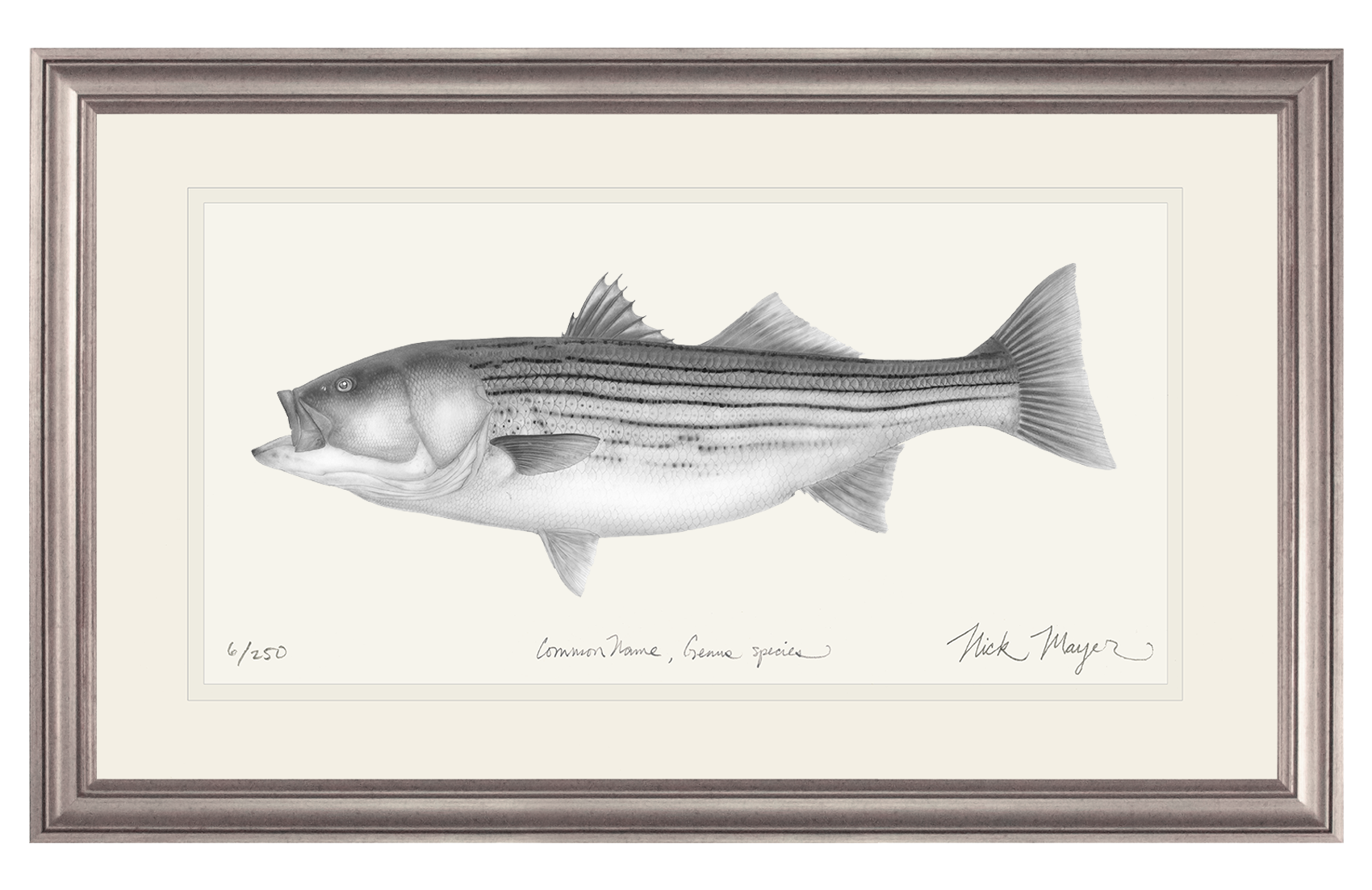 Striped Bass, 30 lbs. Limited Edition Print (B&W)