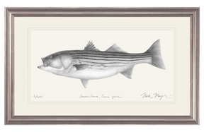 Striped Bass, 30 lbs. Print (b&w)