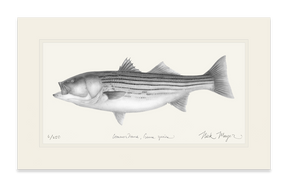 Striped Bass, 30 lbs. Print (b&w)