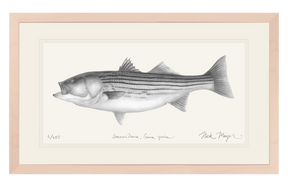Striped Bass, 30 lbs. Print (b&w)