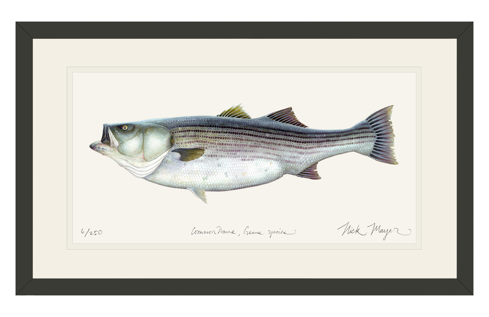 Striped Bass, 60 lbs. Limited Edition Print