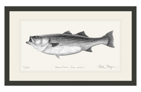 Striped Bass, 60 lbs B&W Print