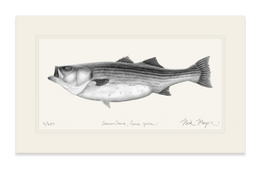 Striped Bass, 60 lbs B&W Print