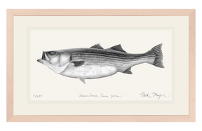 Striped Bass, 60 lbs B&W Print