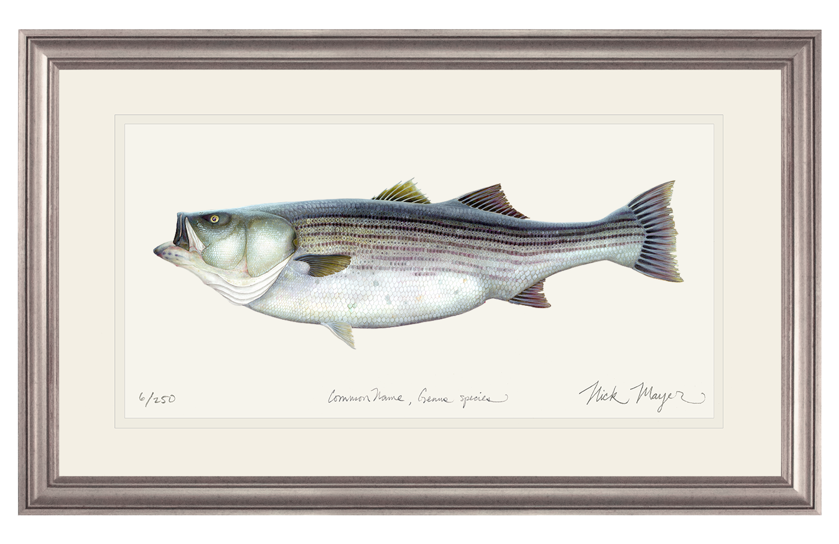 Striped Bass, 60 lbs. Limited Edition Print
