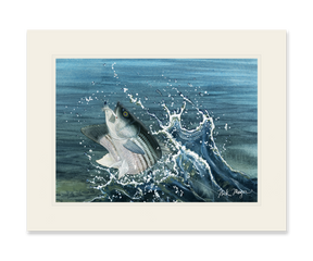 Launching Striper and Deceiver Print