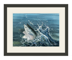 Launching Striper and Deceiver Print