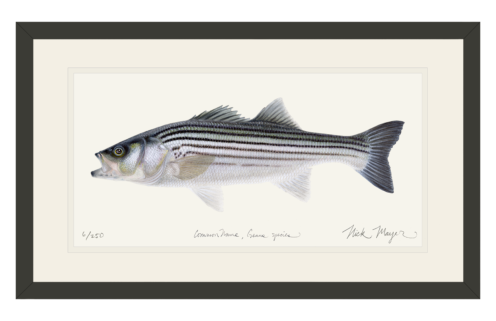 Schoolie Striped Bass Print