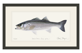 Schoolie Striped Bass Print