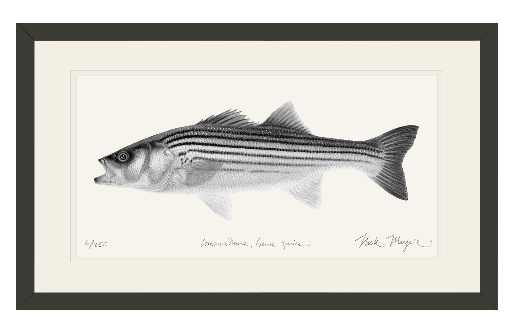 Juvenile Striped Bass Limited Edition Print (B&W)