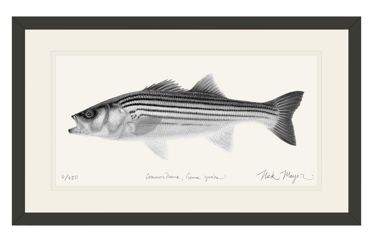 Juvenile Striped Bass Print (b&w)