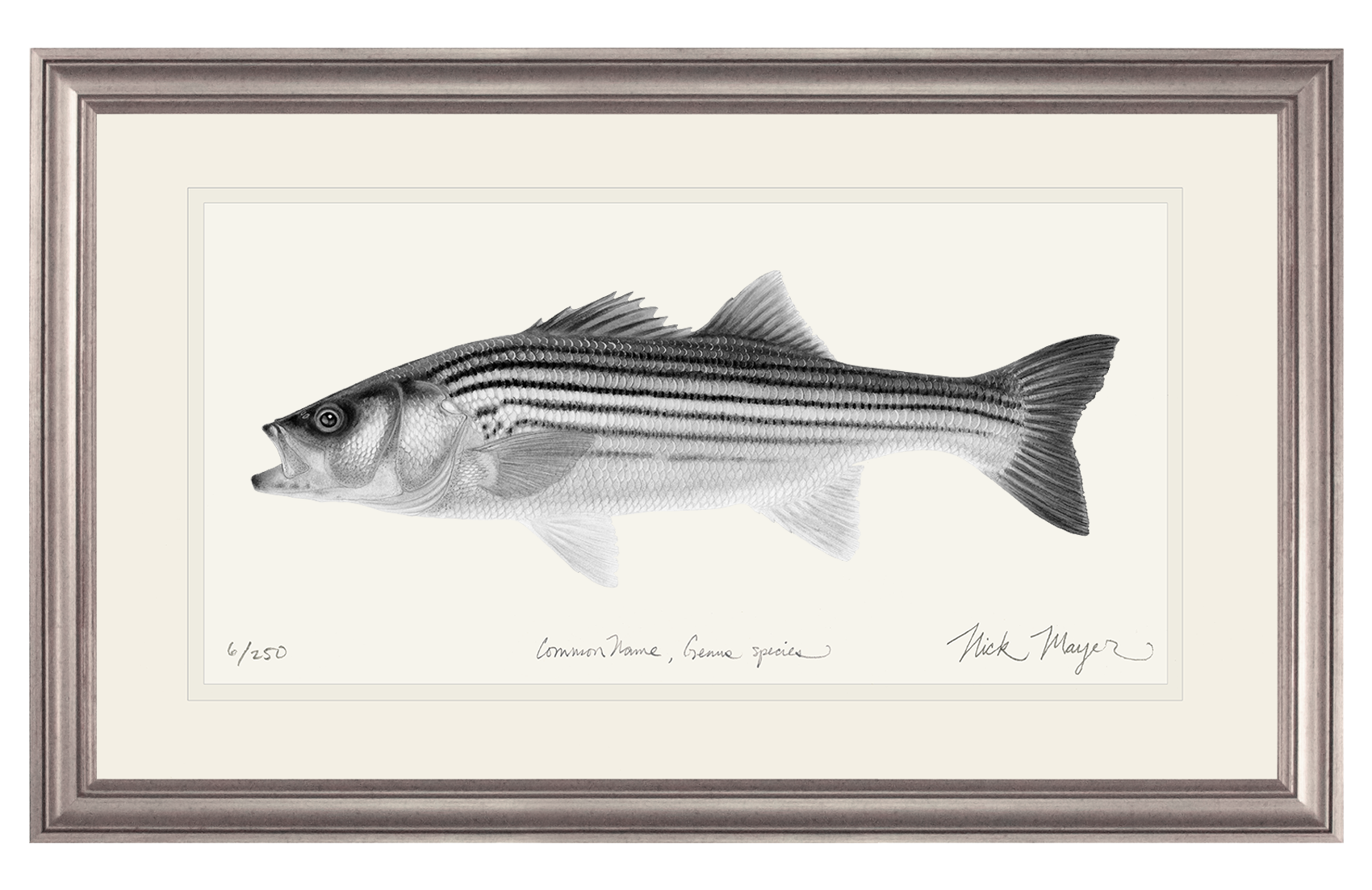 Juvenile Striped Bass Limited Edition Print (B&W)