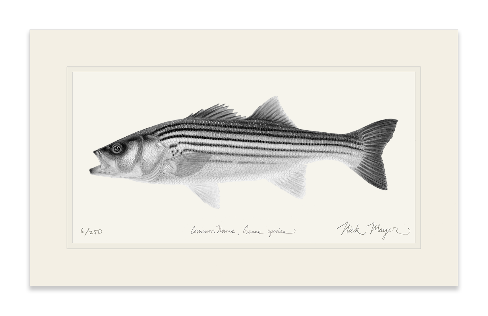 Juvenile Striped Bass Limited Edition Print (B&W)