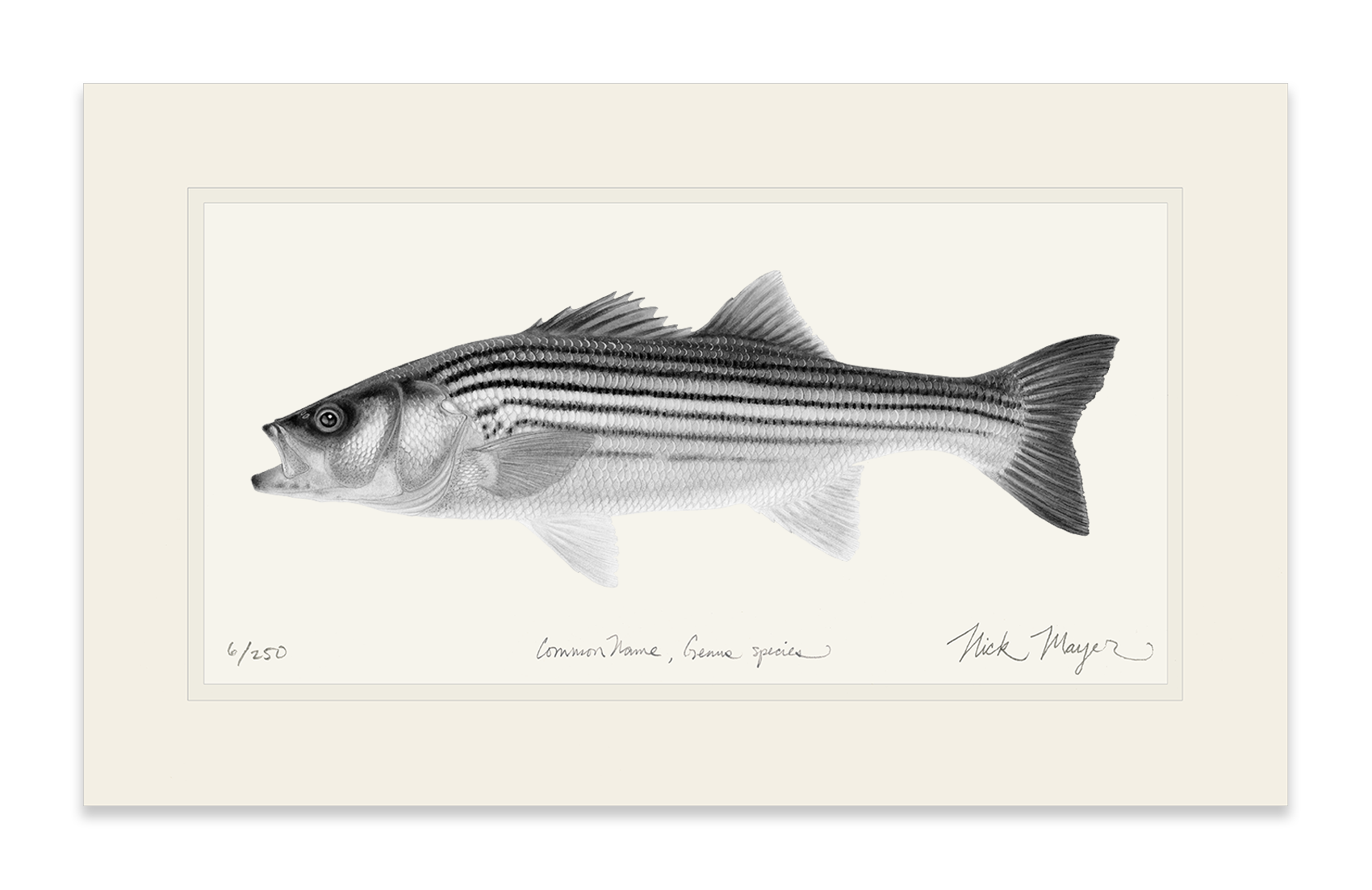 Juvenile Striped Bass Print (b&w)