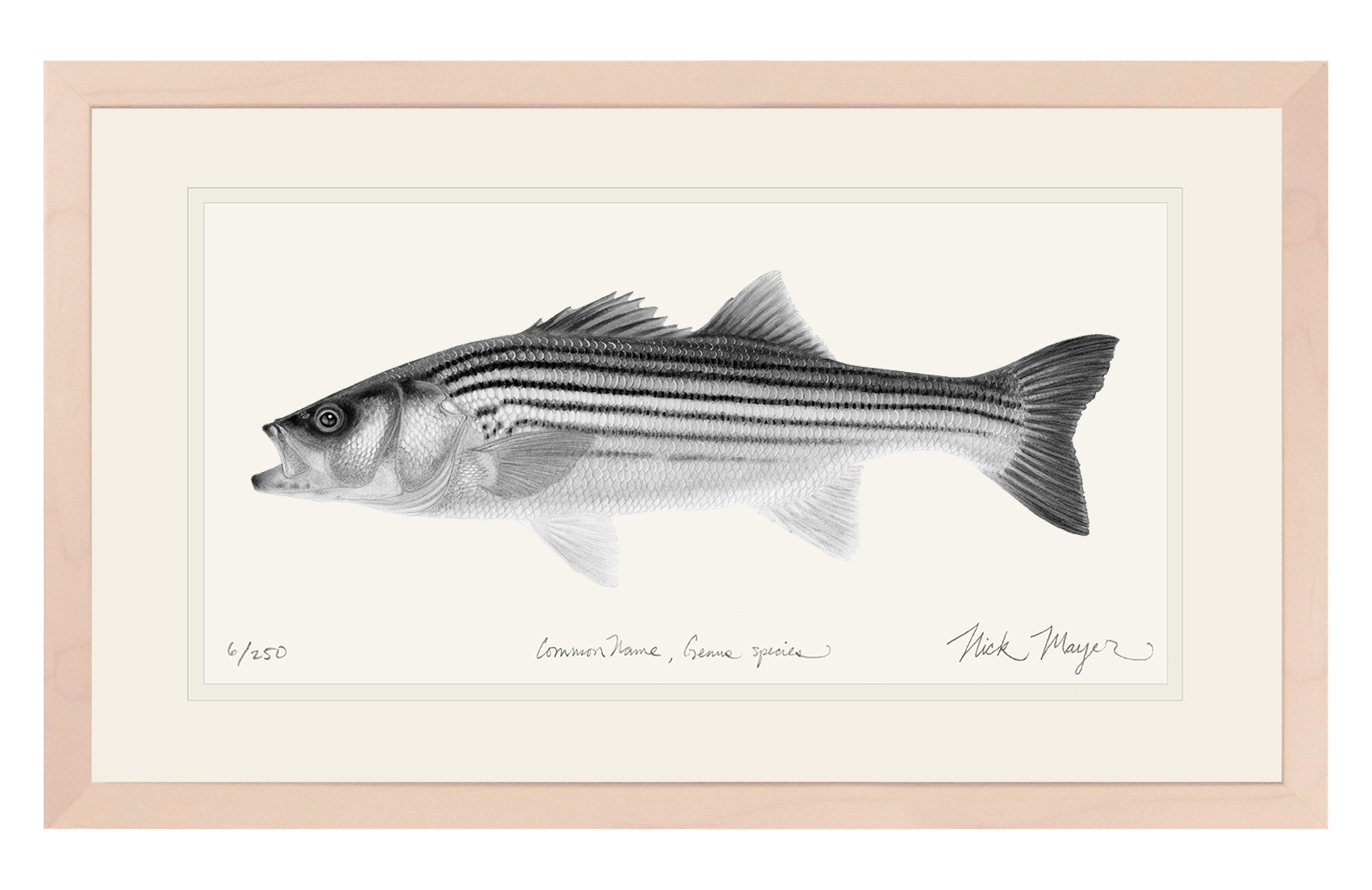 Juvenile Striped Bass Limited Edition Print (B&W)