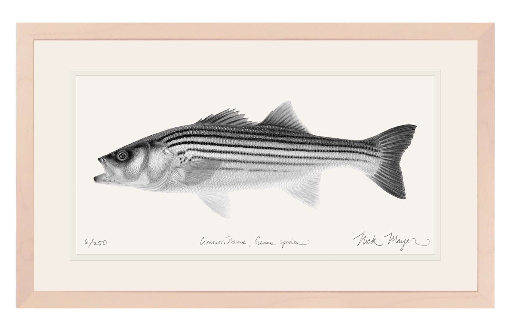 Juvenile Striped Bass Print (b&w)