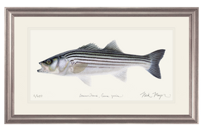 Schoolie Striped Bass Print