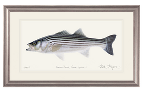 Schoolie Striped Bass Print - Best Seller