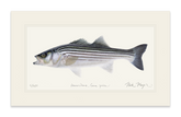 Schoolie Striped Bass Print
