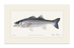 Schoolie Striped Bass Print