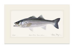 Schoolie Striped Bass Print - Best Seller