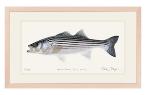 Schoolie Striped Bass Print