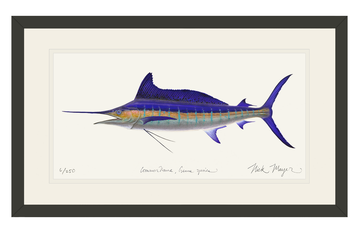 Striped Marlin Print