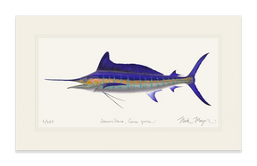 Striped Marlin Print