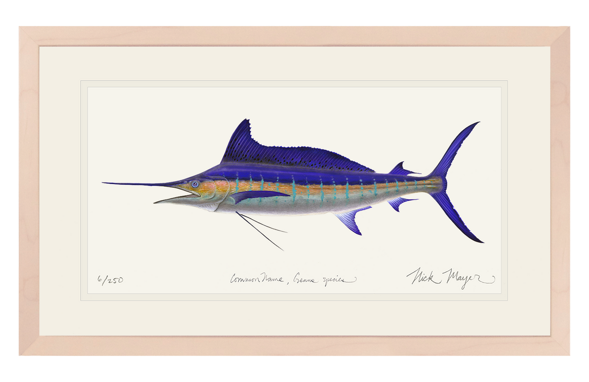 Striped Marlin Print