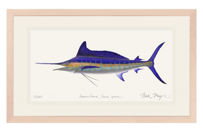 Striped Marlin Print