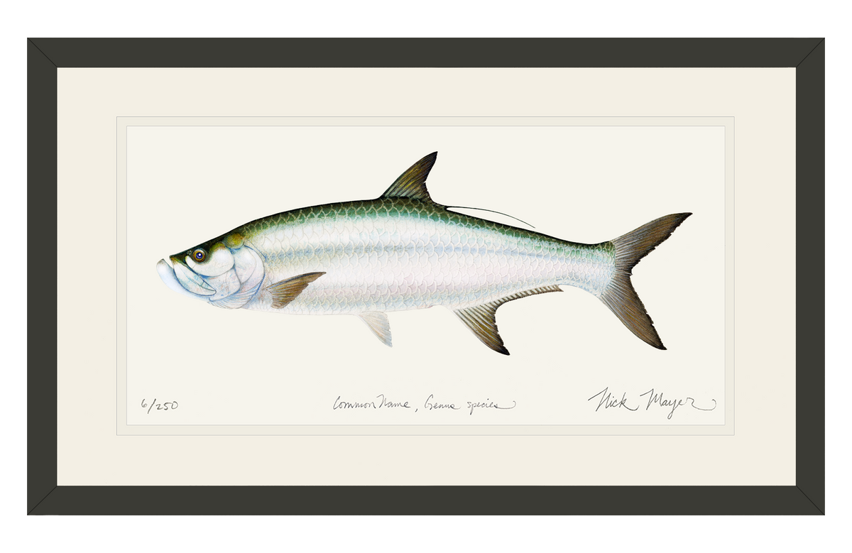 Tarpon Original Watercolor Painting