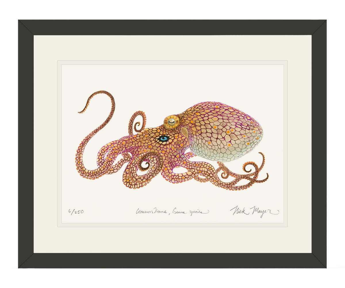 California Two Spot Octopus Print - Best Seller